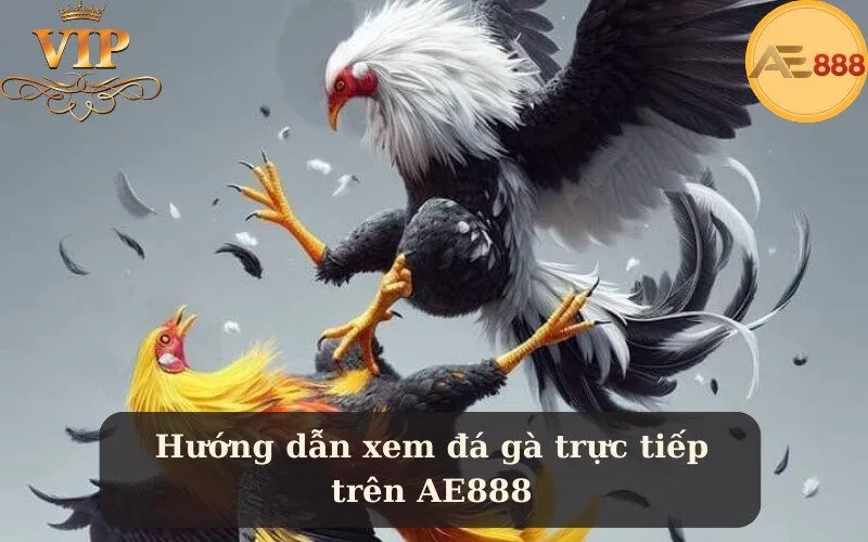 Hướng dẫn xem đá gà trực tiếp trên AE888
