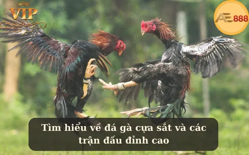 Tìm hiểu về đá gà cựa sắt và các trận đấu đỉnh cao