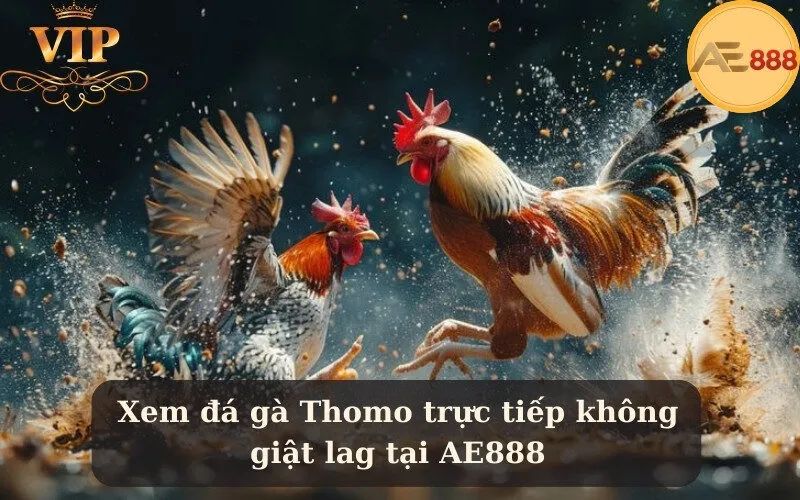 Xem đá gà Thomo trực tiếp không giật lag tại AE888