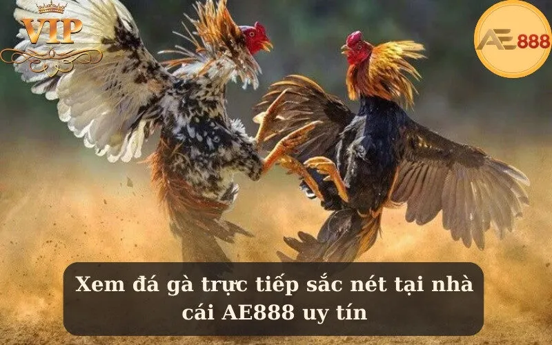 Xem đá gà trực tiếp sắc nét tại nhà cái AE888 uy tín